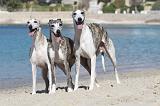 WHIPPET 233